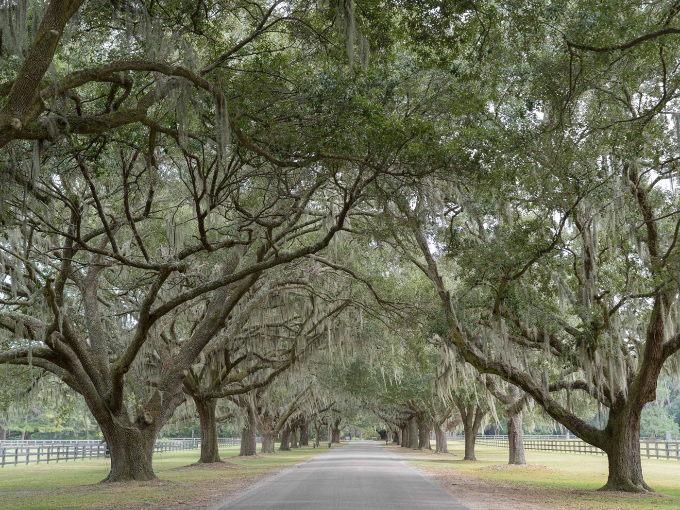 Live oak trees with Spanish moss at a Lowcountry wedding